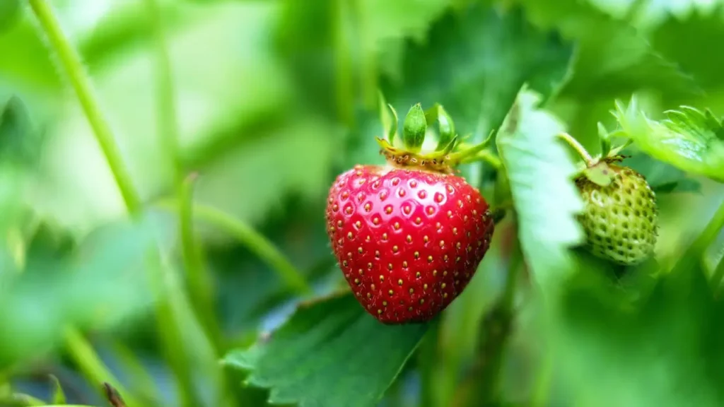 Fertilization Techniques for Strawberries