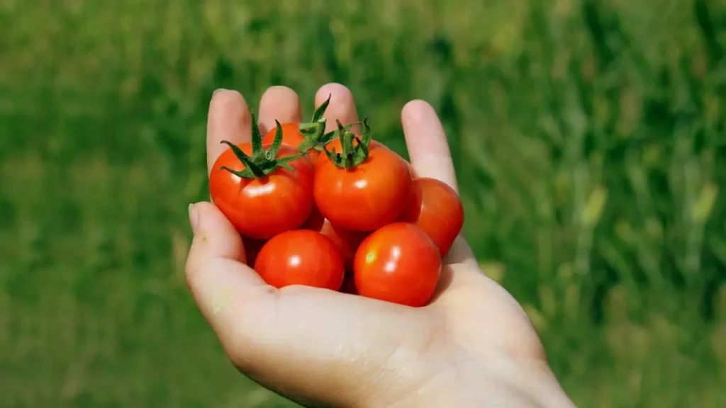 Harvest Time For Tomatoes