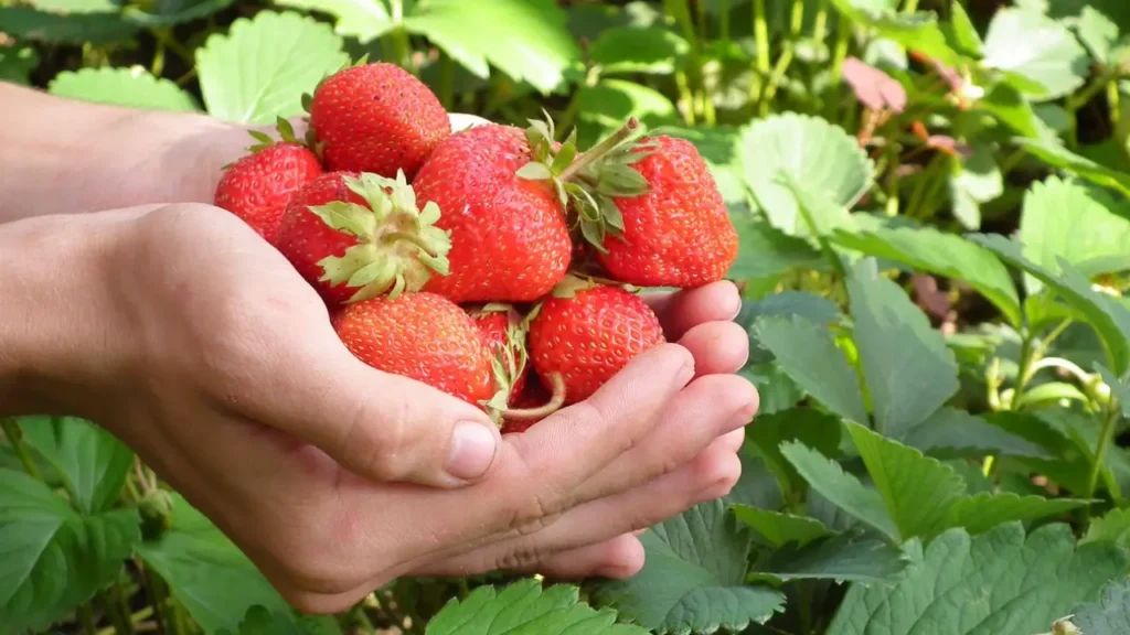 Harvesting Strawberries