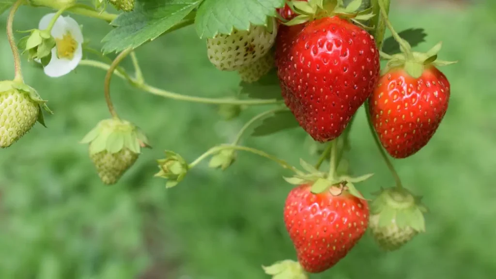 How to Grow Strawberries Using Organic Methods