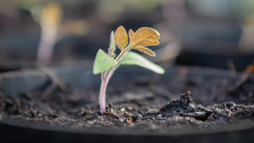 How to Grow Tomatoes from Seeds