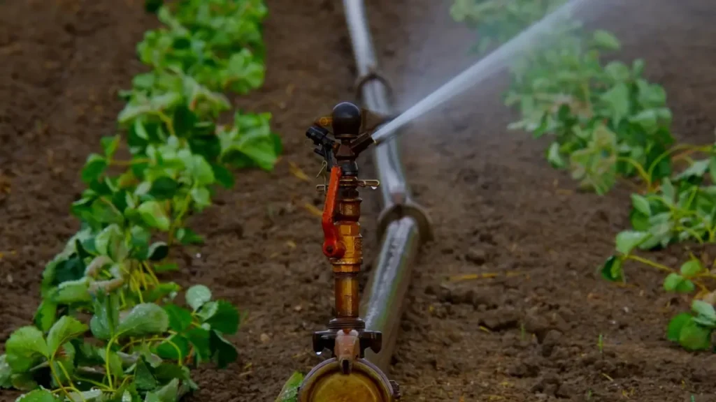 Irrigation Systems for Strawberry