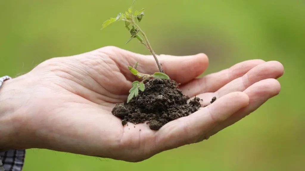 Nurturing Your Tomato Plants