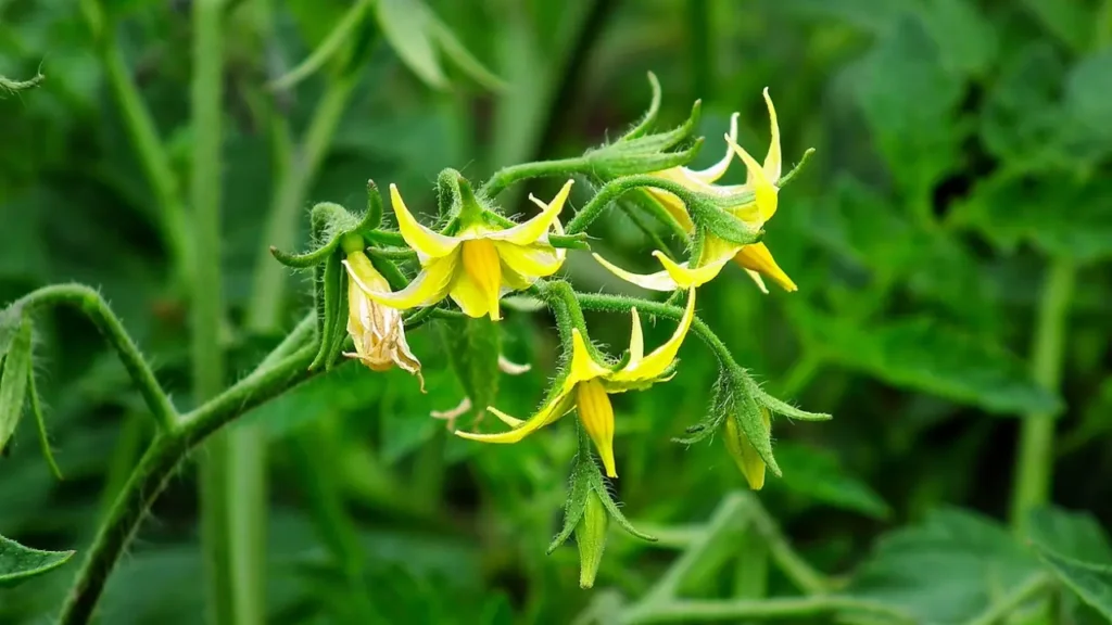 Pollination in Tomato Plants