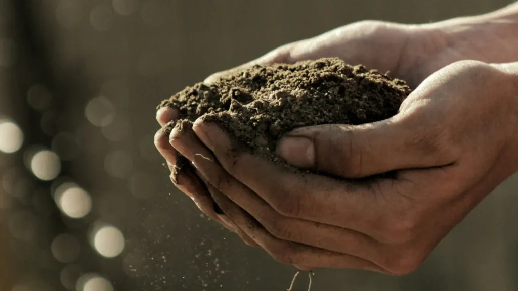 Preparing the Soil for Strawberry Garden