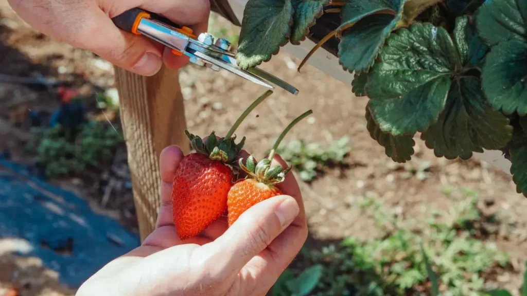 Pruning Strawberry Plants