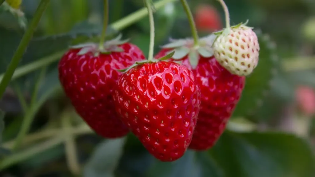 Strawberry Varieties