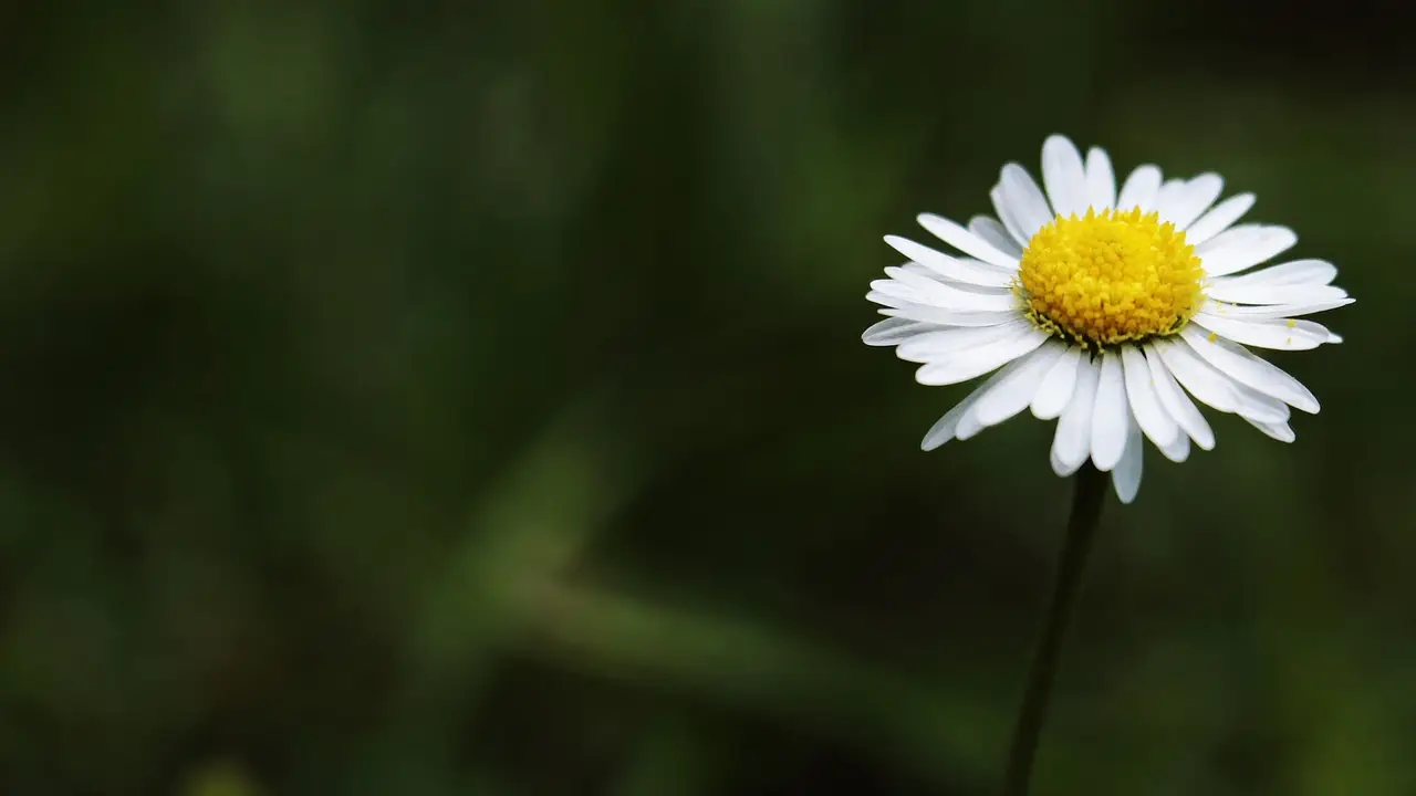 daisies flower