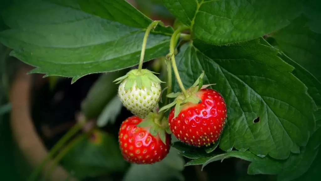 strawberry diseases and treatment