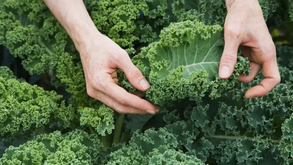 Harvesting and Storing Kale