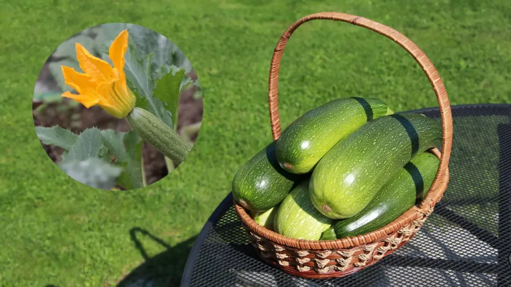 How to Grow Zucchini