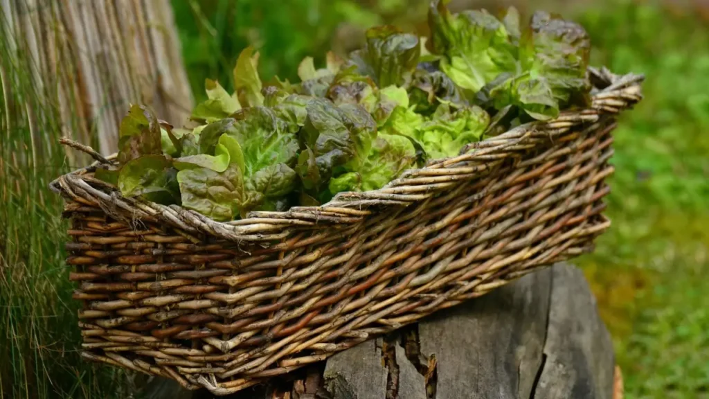 How to harvest lettuce