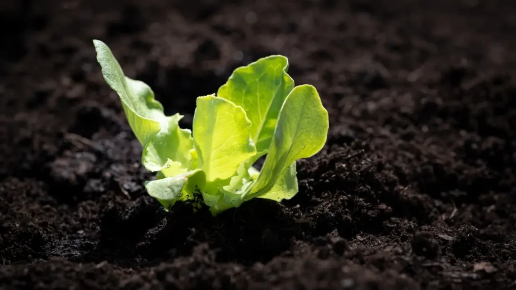 Lettuce Varieties