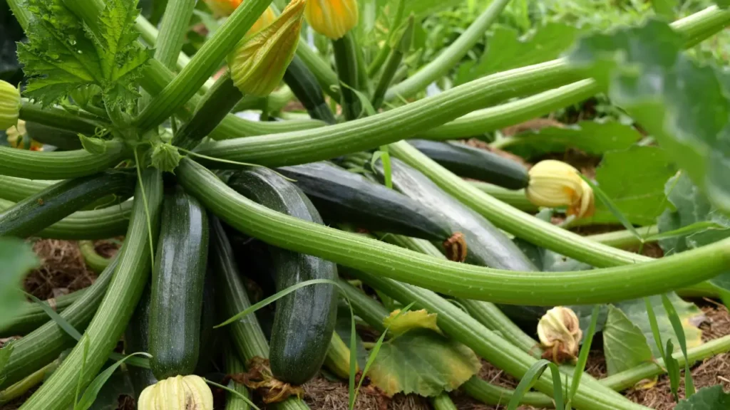 Pruning and Training Zucchini Plants