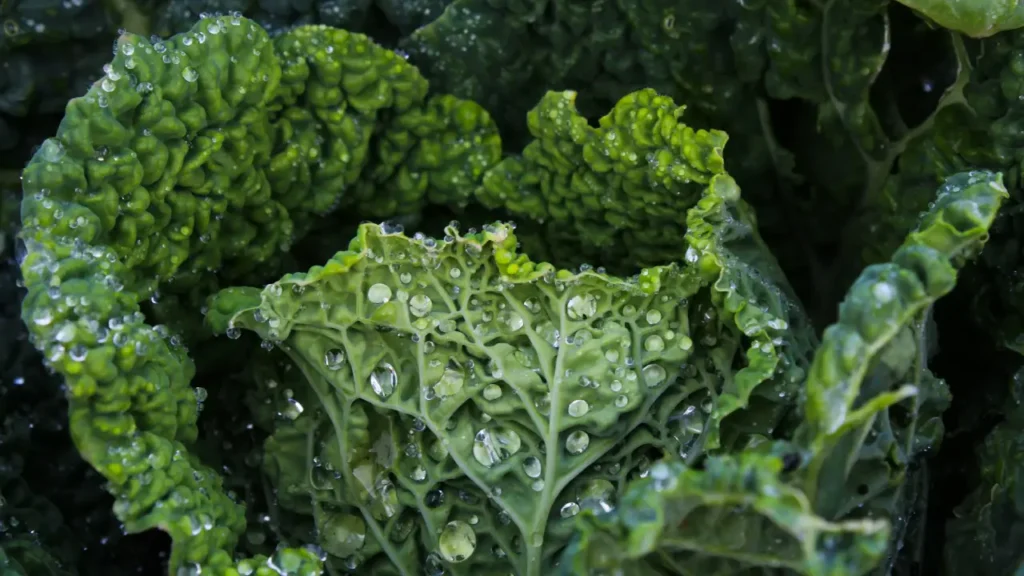 Watering Techniques for Kale