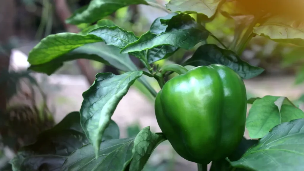 bell pepper plant diseases