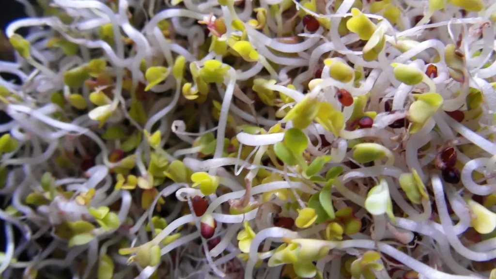 growing broccoli sprouts