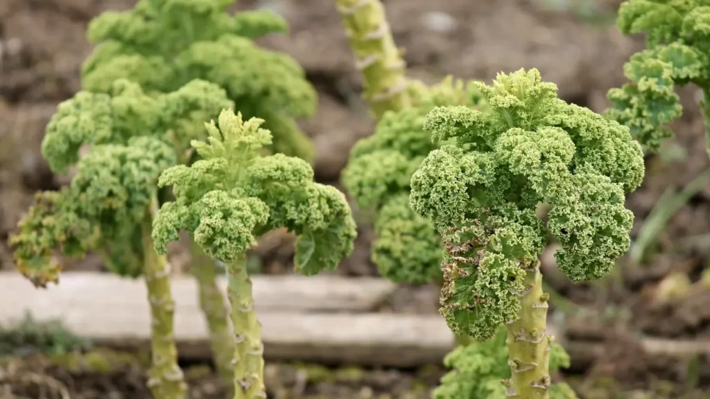 growing kale from seed