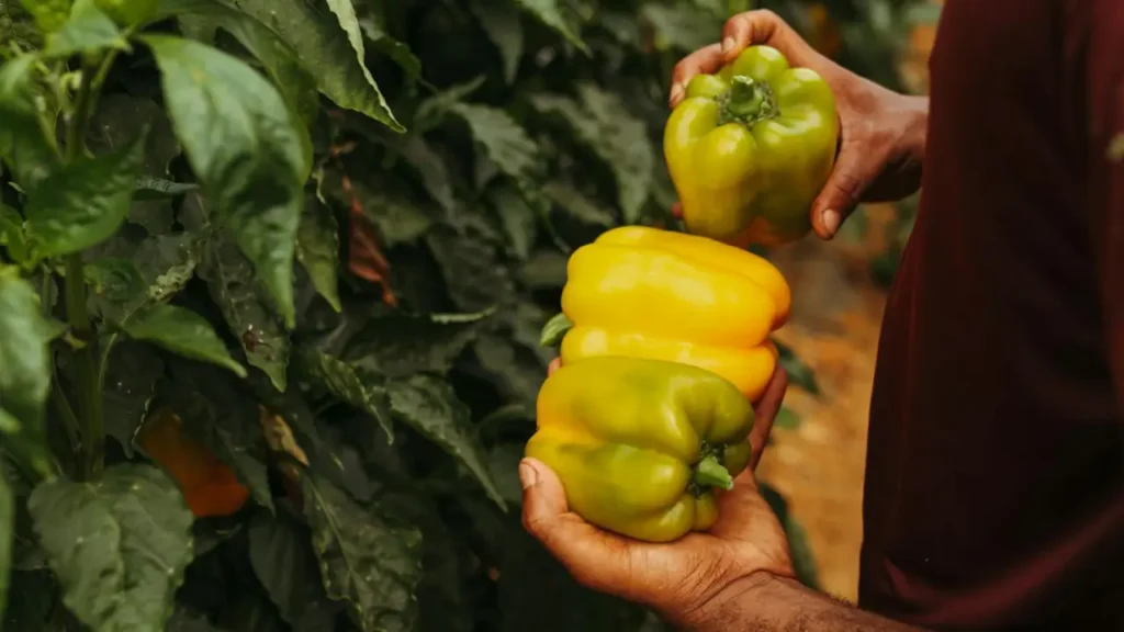 harvesting bell peppers