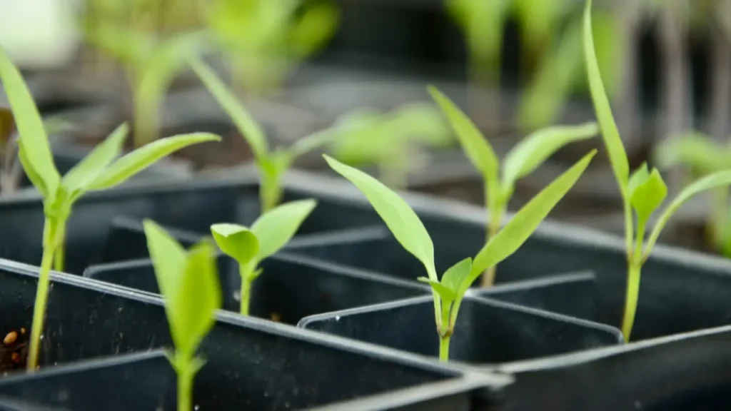 how to grow bell peppers from seeds