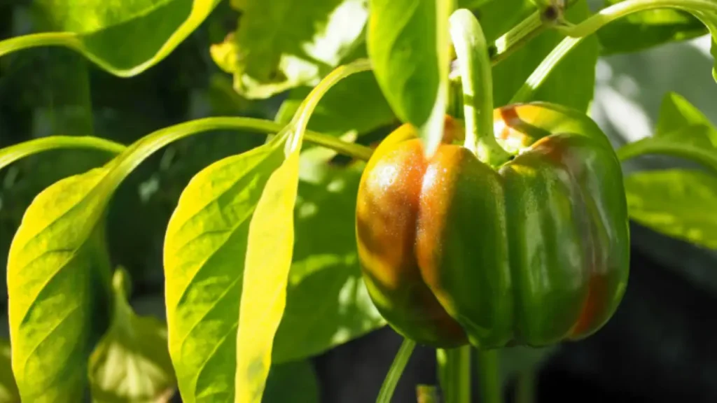 how to grow bell peppers in a container