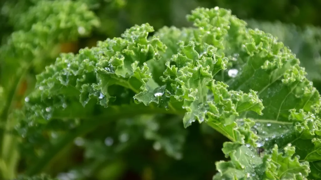 how to grow kale