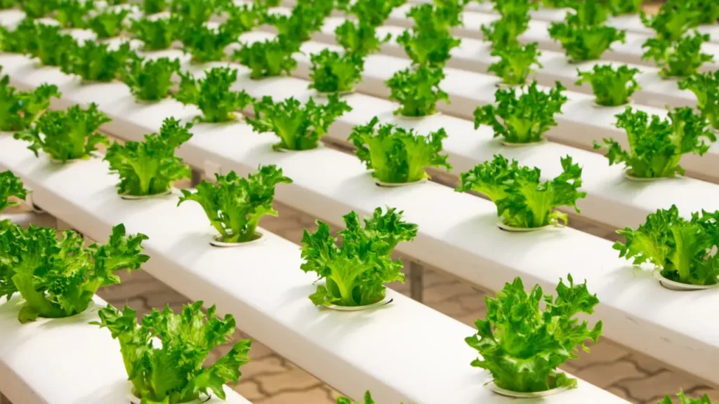 how to grow lettuce at home