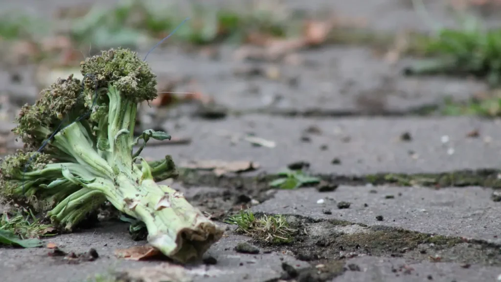 managing common broccoli problems