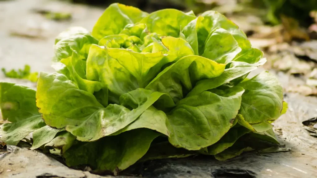 protecting lettuce from pests