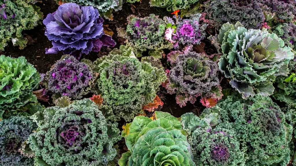 varieties of kale