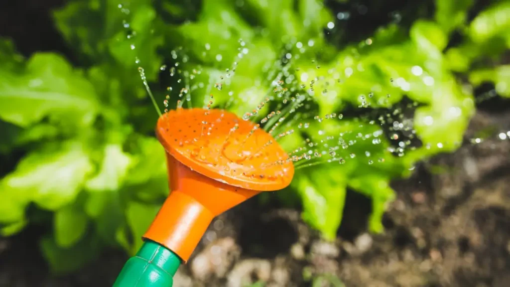 watering lettuce in garden