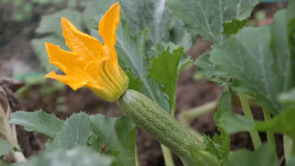 zucchini growing conditions