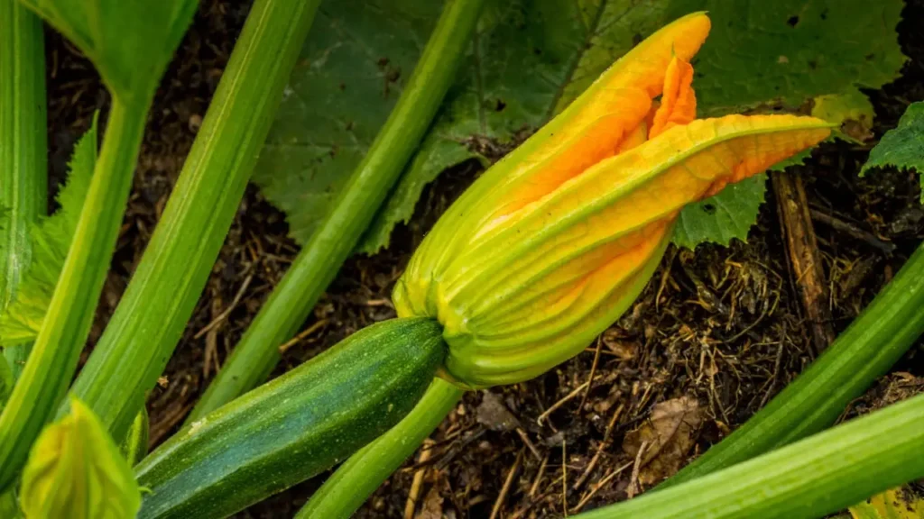 zucchini growing problems and solutions