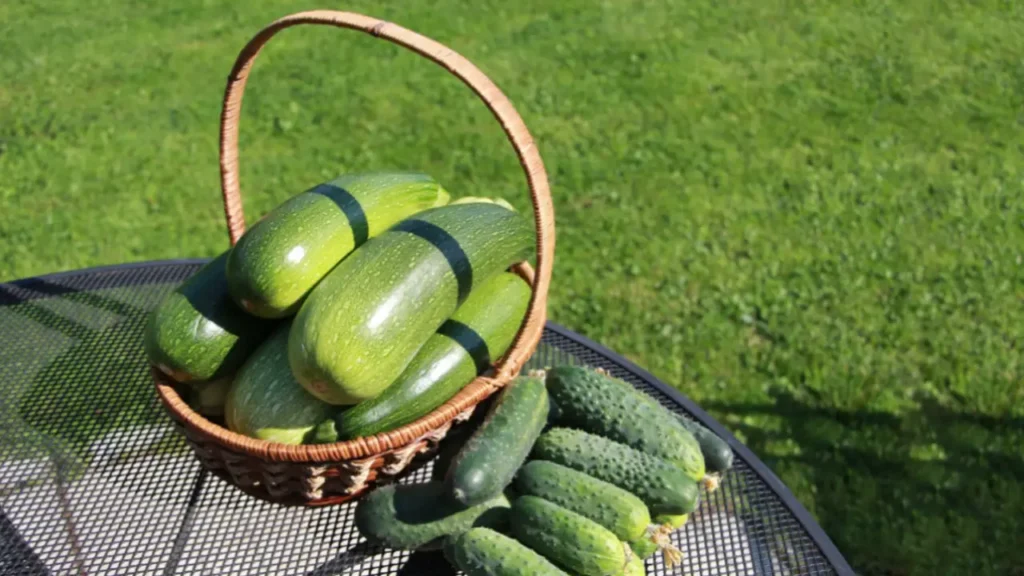 zucchini harvesting time