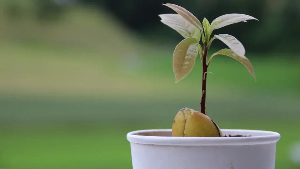 how to plant a avocado seed