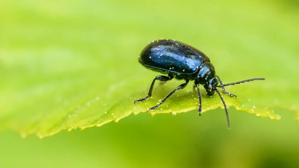 Cucumber Pest and Disease Management