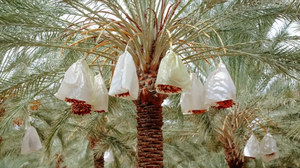 how to grow a date palm from seed