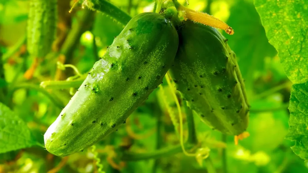 how to grow cucumbers