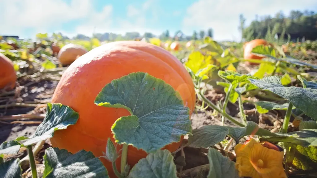 How to Grow Giant Pumpkins