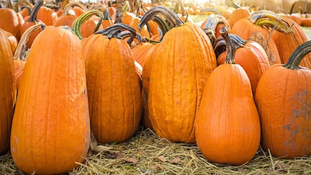 how to cultivate pumpkin