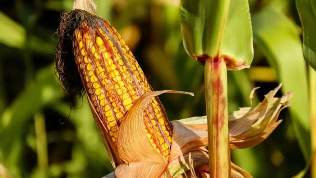 how to grow corn from a seed