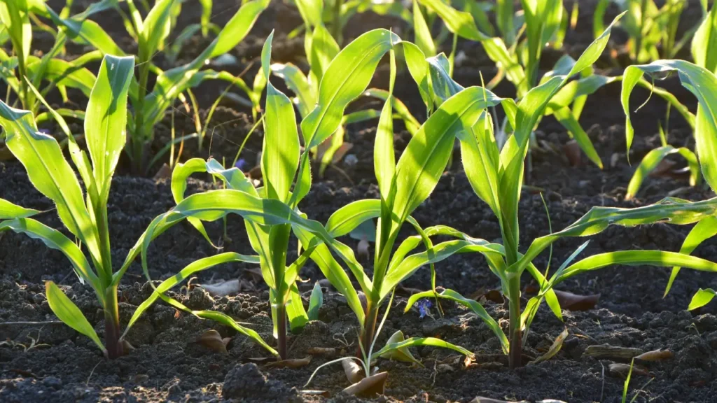 how to grow sweet corn