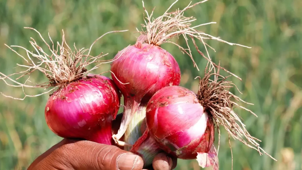 how to harvest onions