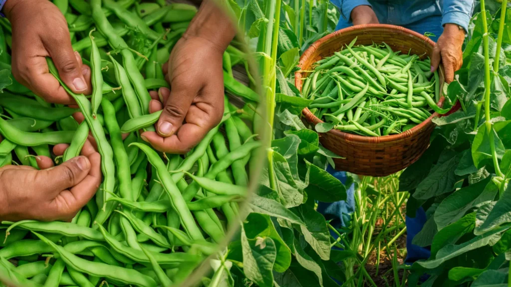 harvesting green beans