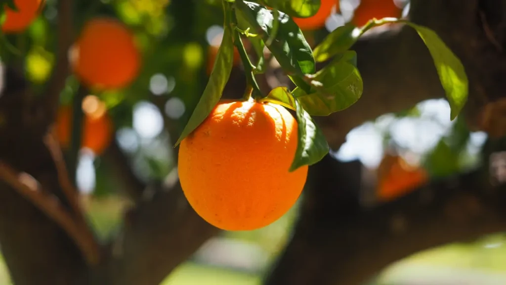 how to grow a orange tree from a seed