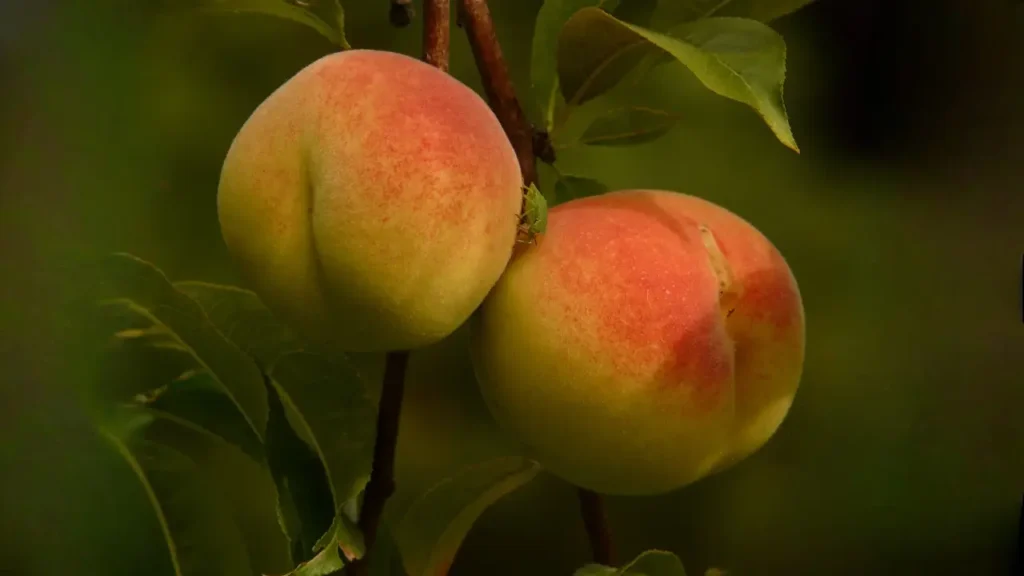 how to grow a peach tree