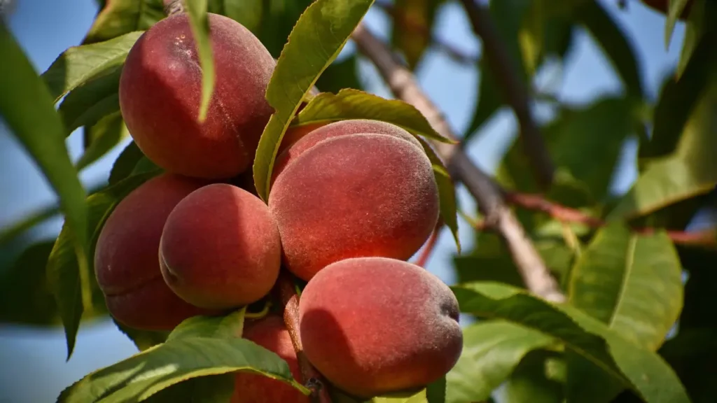 how to grow a peach tree from seed