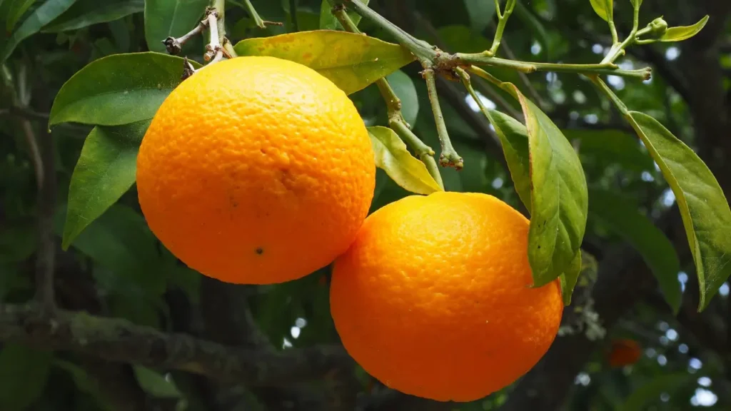 how to grow an orange plant