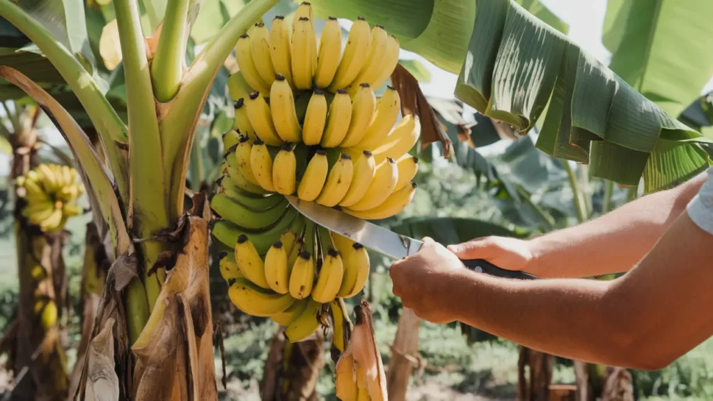 how to harvest bananas