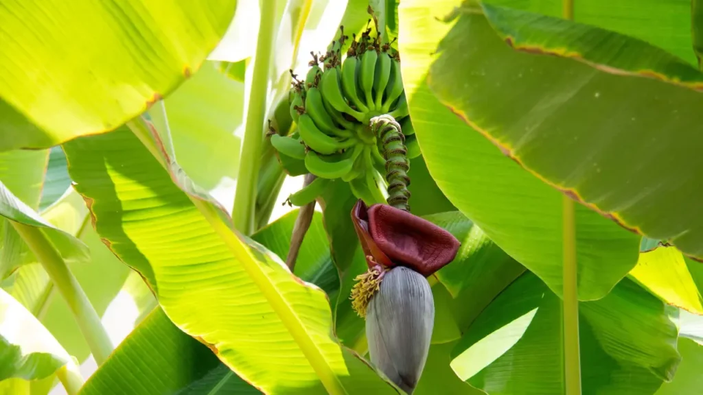 how to raise banana trees